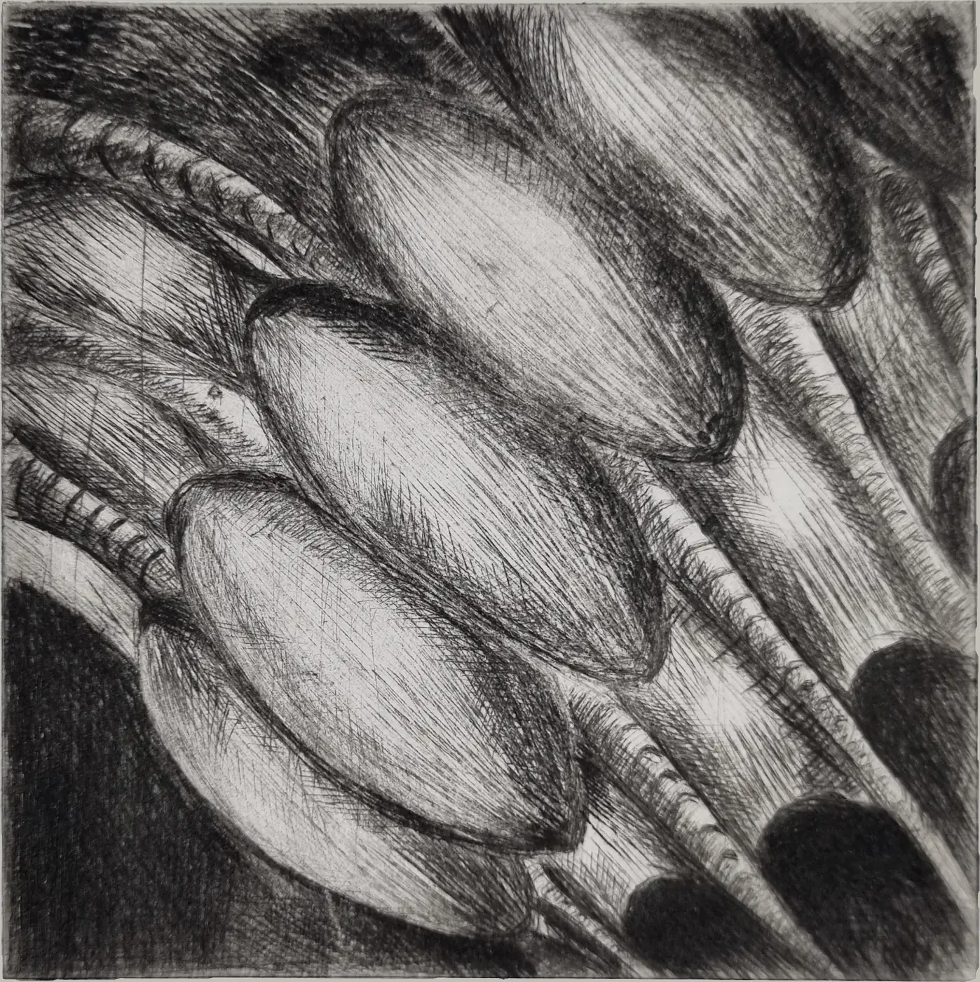 Mezzotint detail study of clustered elongated pod forms with ribbed stalks, rendered in dense velvety black.